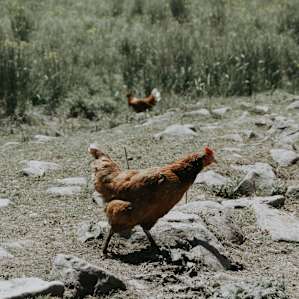 Friendly farm animals everywhere.