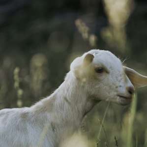 Baby goats grazing around the cabin.