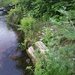 Creekside fauna and flora