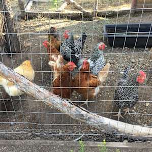 Chickens