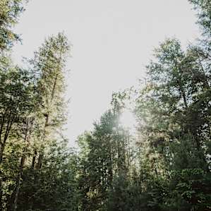 Gorgeous pine trees all around you.