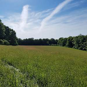Looking from campsite at back pasture