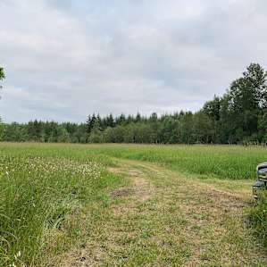 Moe’s meadow during the day