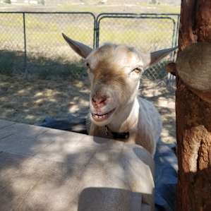 Goat smiles 😁