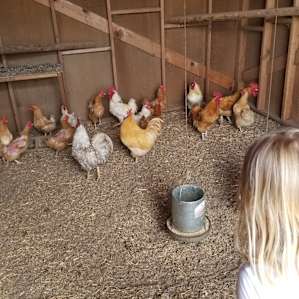 Friendly chickens and eggs for purchase