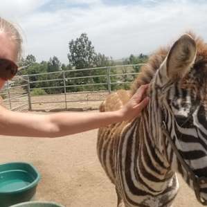 Zebra!?!?! Nearby at Sugarplum Farm