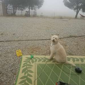 Nice morning fog overlooking the goats from the RV spot