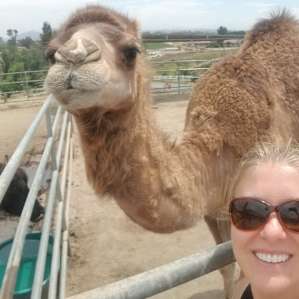 Camel nearby at Sugarplum Farms