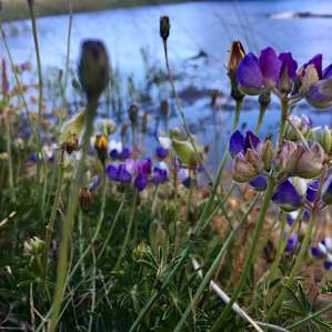 Colorful wildflowers alongside the pond!