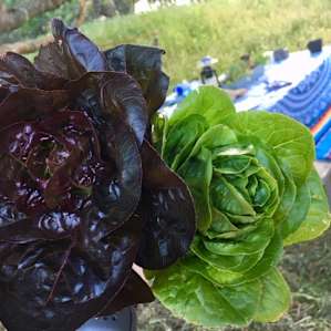 The host (Ashely) cut us some fresh lettuce for burgers straight from the fields!