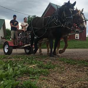Pulling back into the barn