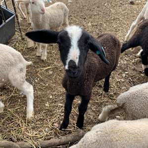 Happy lambs