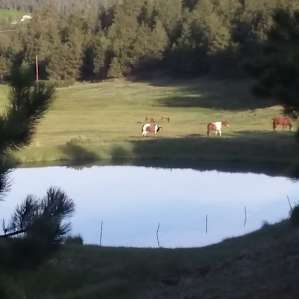 look carefully, elk in background