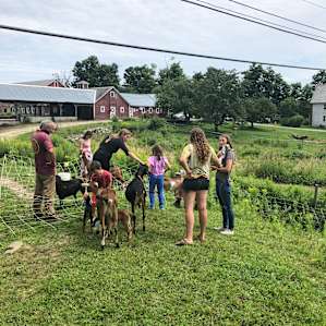 View of the barn and front lawns (with baby goats)