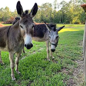 Welcome committee. Sweet Button and Mason super friendly beasts