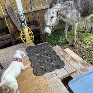 My dog Pearl loves romping with the donkeys.