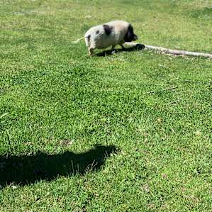 Vermont Farm Animal Rescue