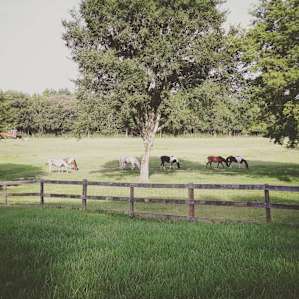 Horses closeby