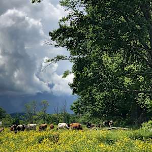 Curious cows wandered closer when they saw us (but were across a fence so couldn’t disturb our site)