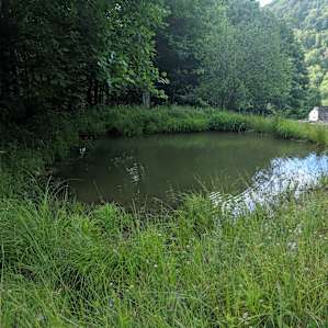 This is the little spring-fed pond with lots of frigs