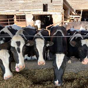Learning about dairy farming in the area on our farm tour,