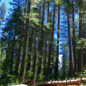 North Fork Campground