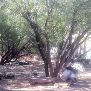 Verde Goats, Cheese and Arts - Tent