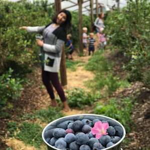 Blueberry patch
