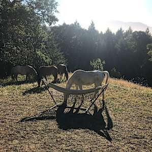 Breakfast with the horses