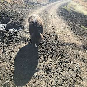 Friendly pigs