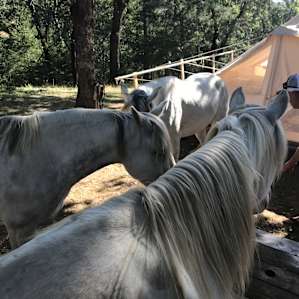 Wild horse invasion!