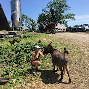Friendly old donkey!
