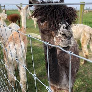 Walking an alpaca.