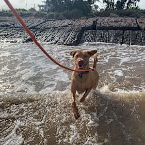 Hatch loving the waves