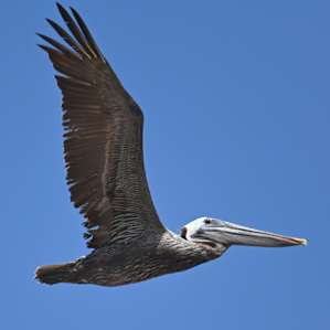 Lots of pelicans & gulls fly by all throughout the day