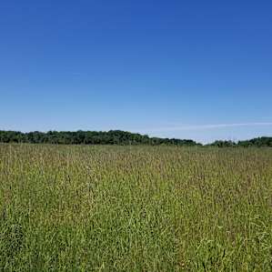 The campsite, you pick your spot in the field or the woods