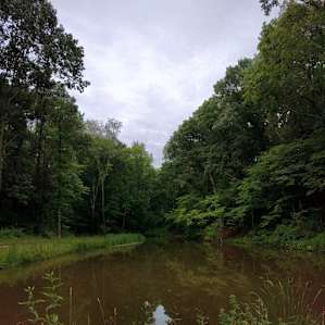 Pond