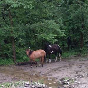 Horses drinking at the pond