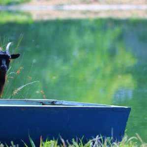Blackwater Birds and Bees