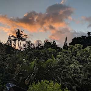 Beautiful sunset about the trees