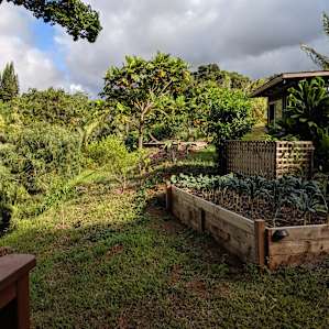 The host growing some kale in addition to coconuts