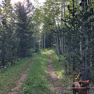 Brown Dog's Lookout