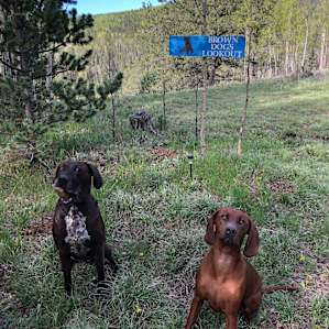 Brown Dog's Lookout