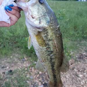 Lakeside Pigs Pears & Fishing
