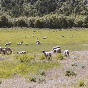 The cabins sit on a family owned sheep farm!