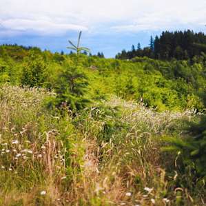 Above the Willamette Valley