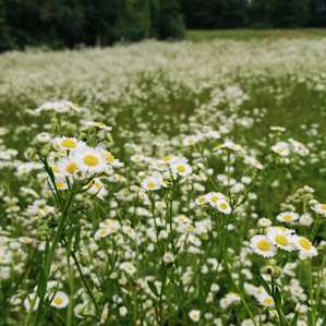 Ponds Edge