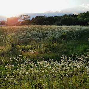 Ponds Edge