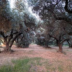 Magical Grove