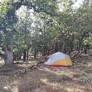 My tent site in the oak grove.